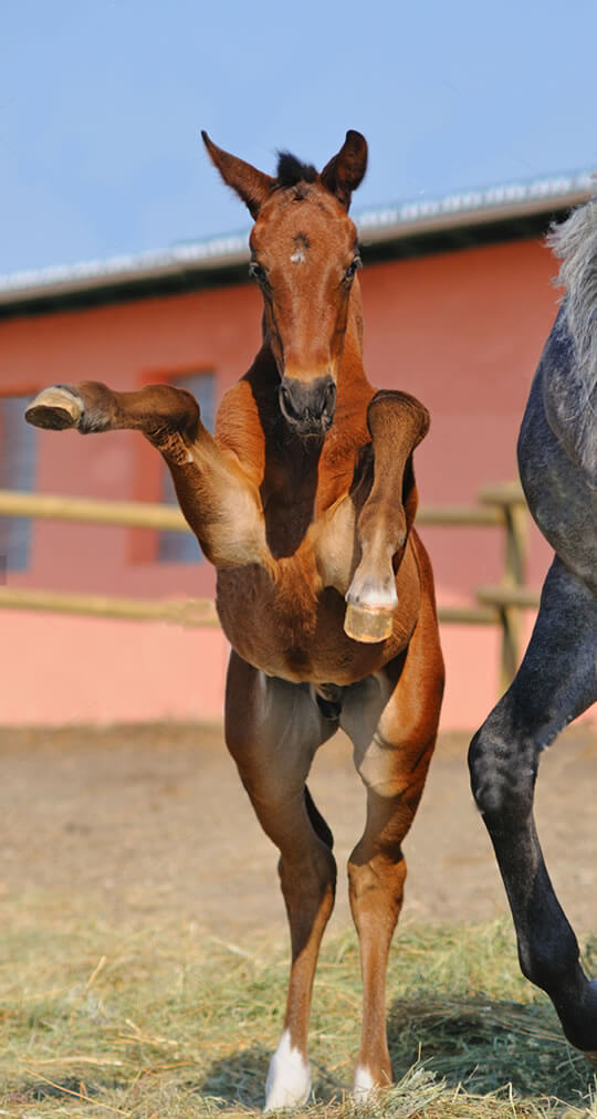 before rearing foal